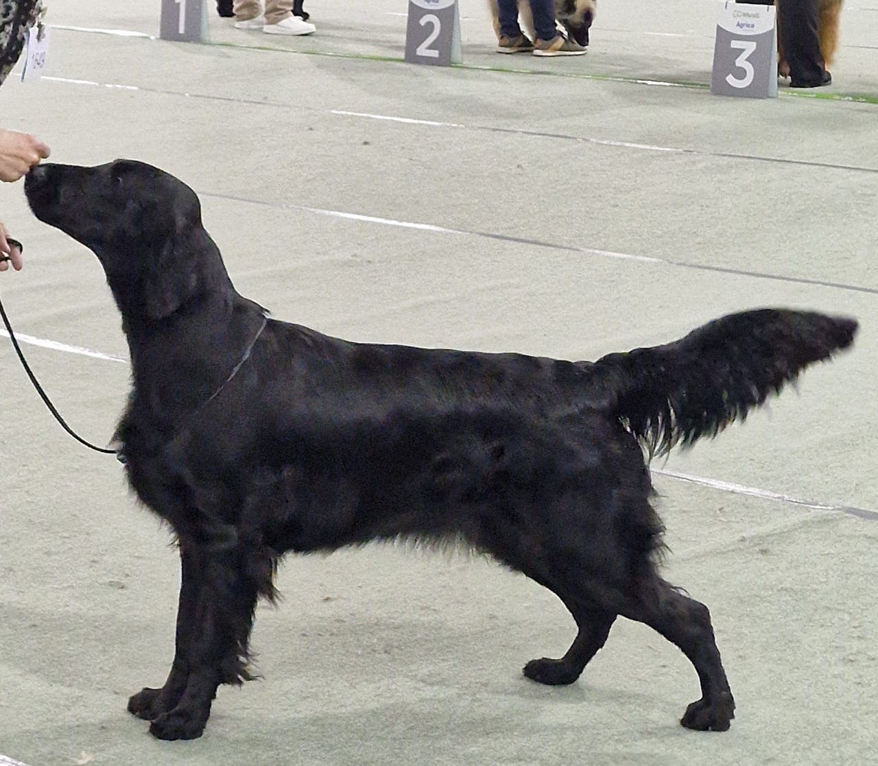 FLAT COATED RETRIEVER