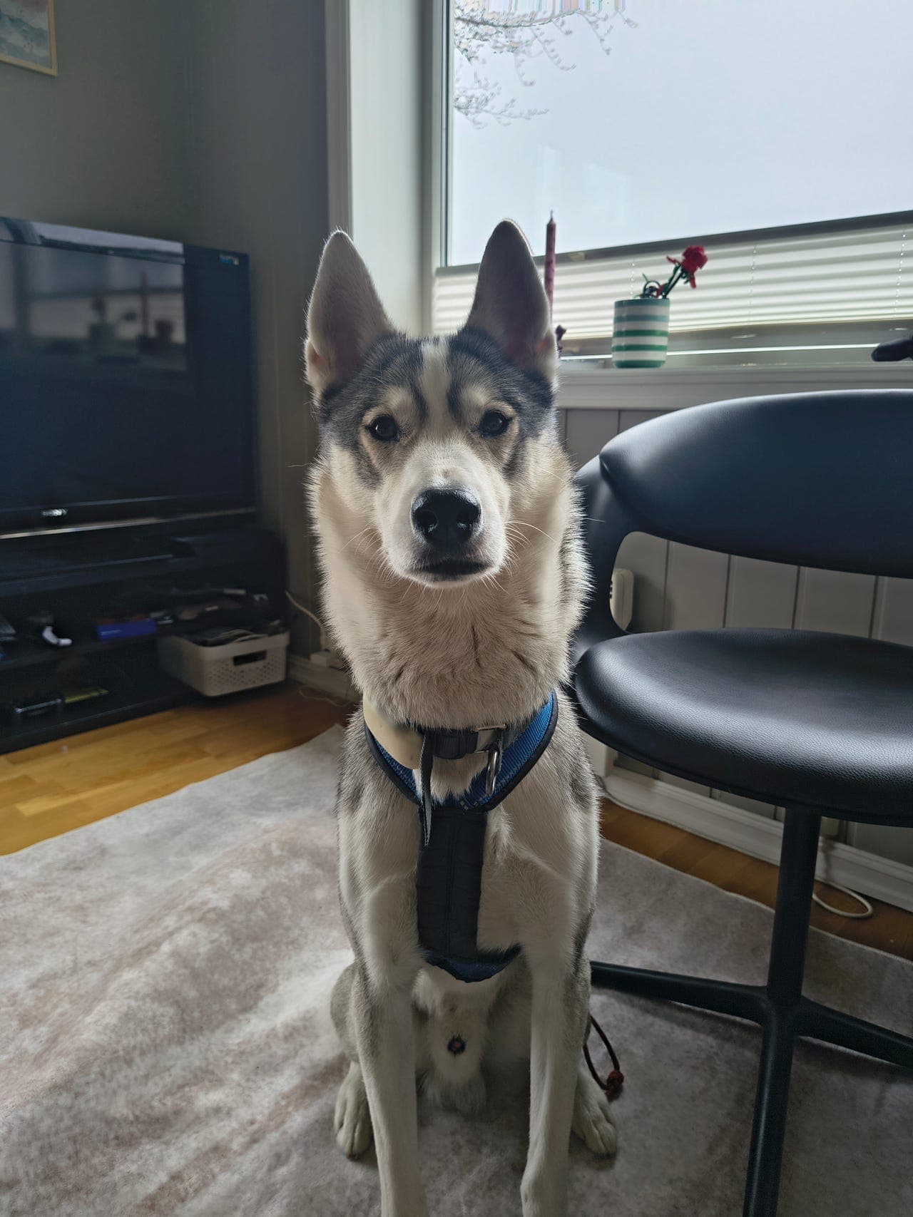 Siberian husky