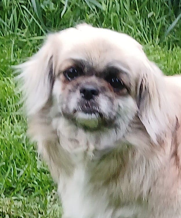 Tibetansk spaniel