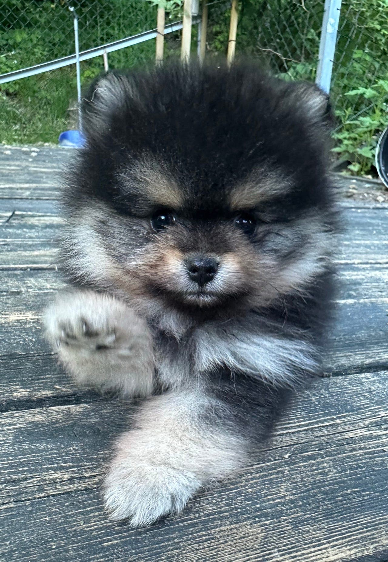 Sjarmerende Pomeranian hannvalp med stamtavle