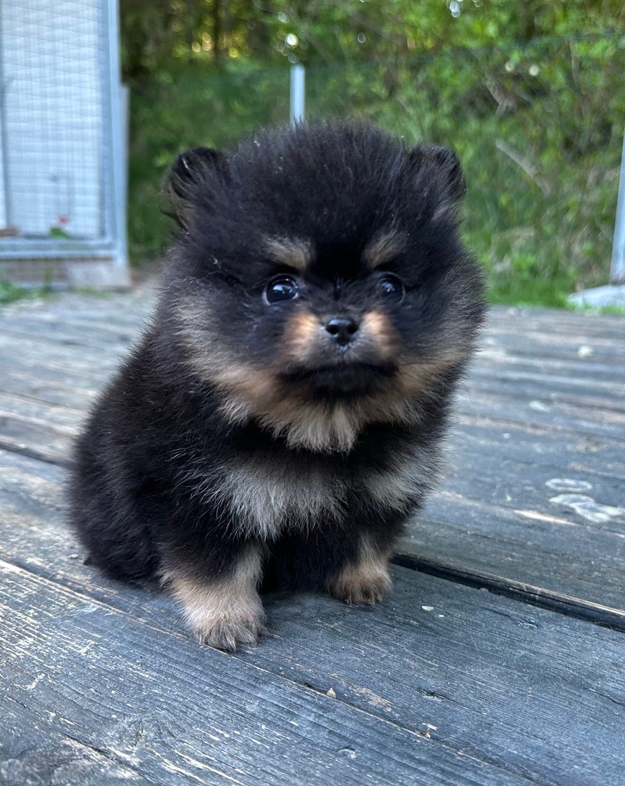 Vakker black and tan Pomeranian tispe valp