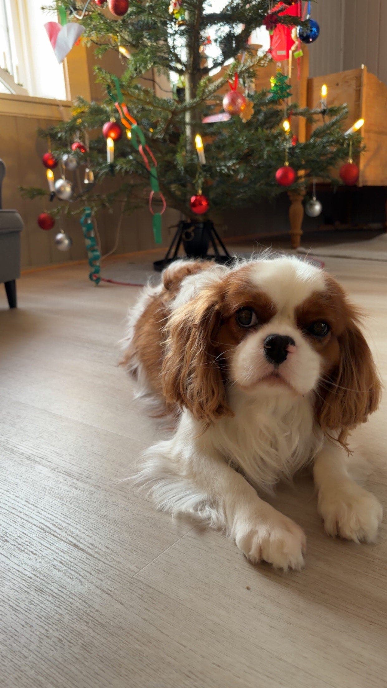 Cavalier king charles spaniel vurderes omplassert