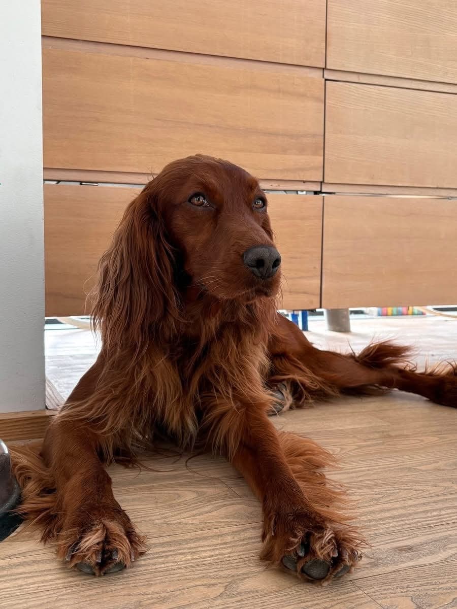 Vil du dele hund med meg?