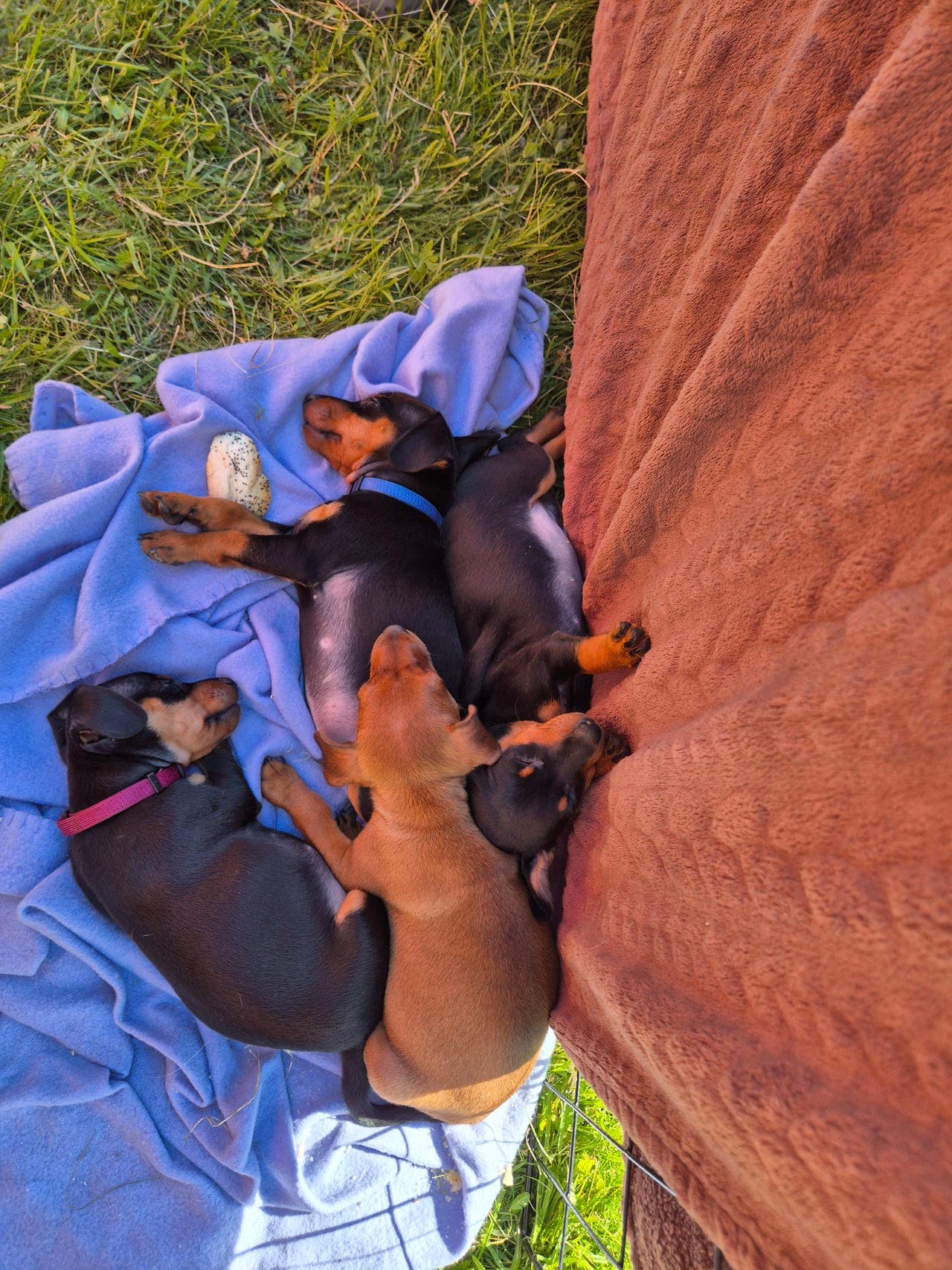 Kennel Torefjell  dvergpinscher valper