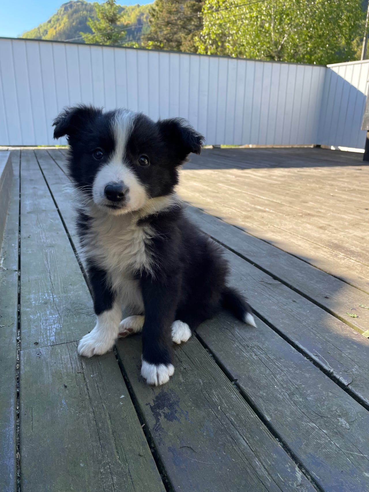 Border collie valper