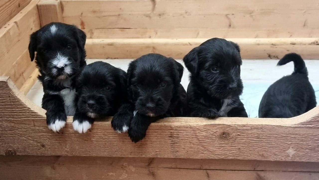 Tibetansk Terrier valper søker sitt foralltid hjem!