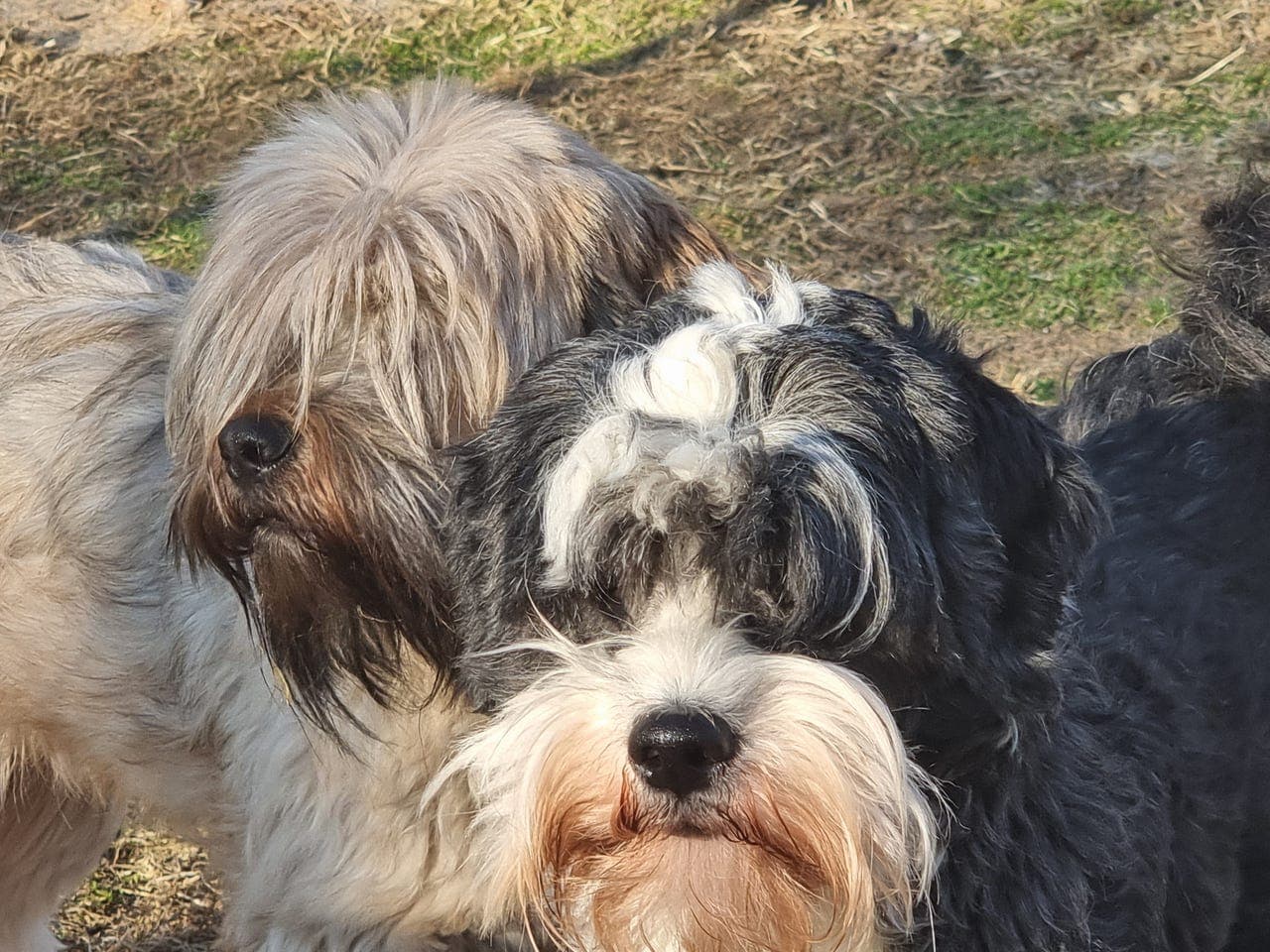 Tibetansk Terrier valper ventes i midten av juni-26
