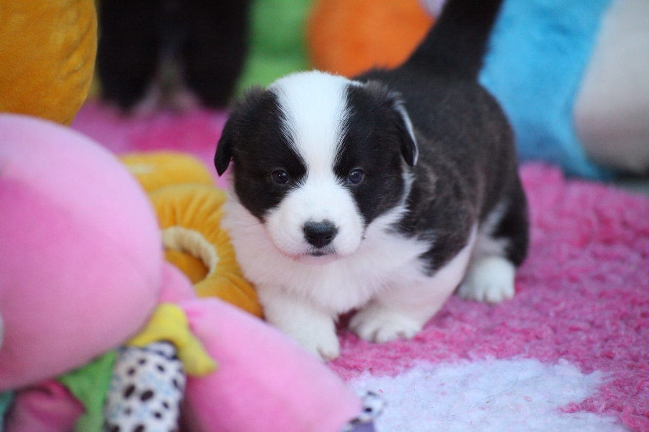 Welsh Corgi Cardigan valper ✨🐾 Endelig er de her!
