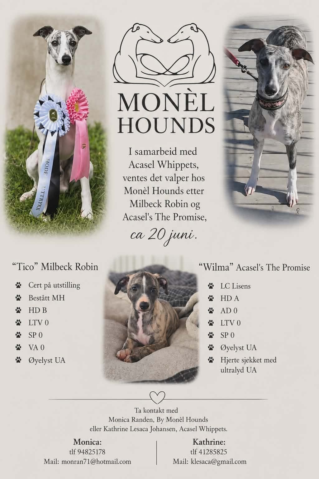 Whippet valper ventes.