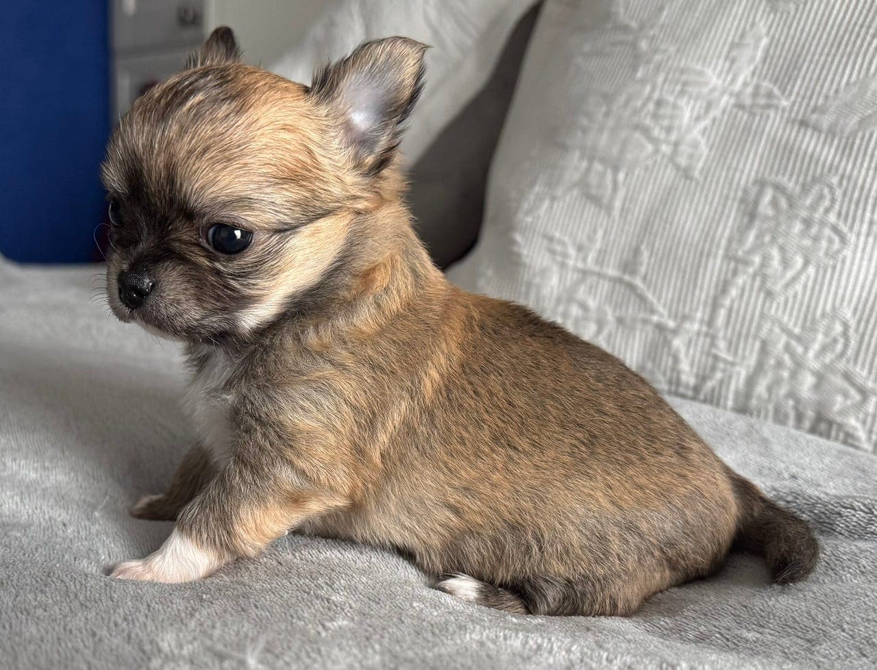 Nydelig langhåret chihuahua gutt, NKK registrert m/stamtavle.