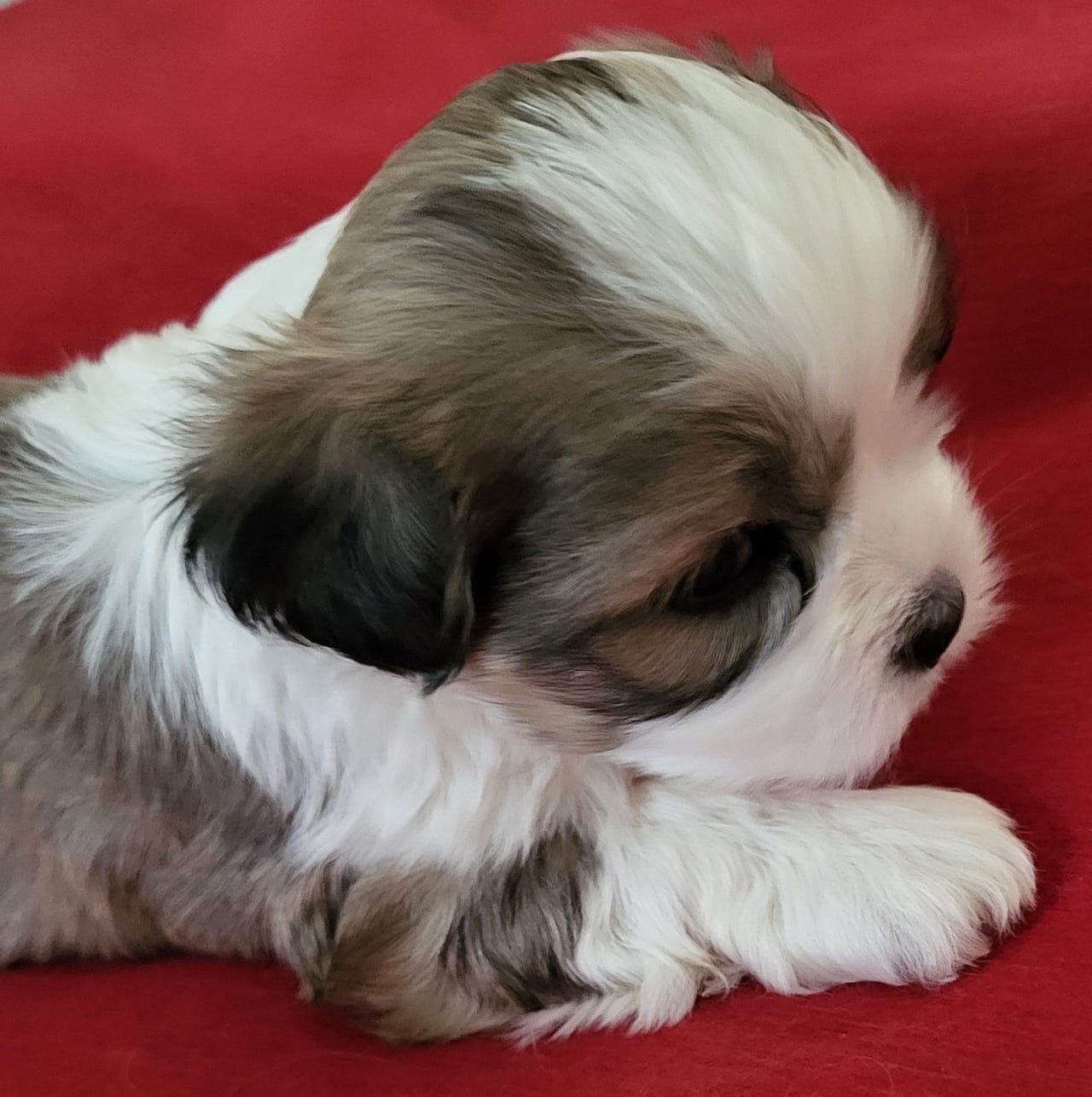 Lhasa Apso valper