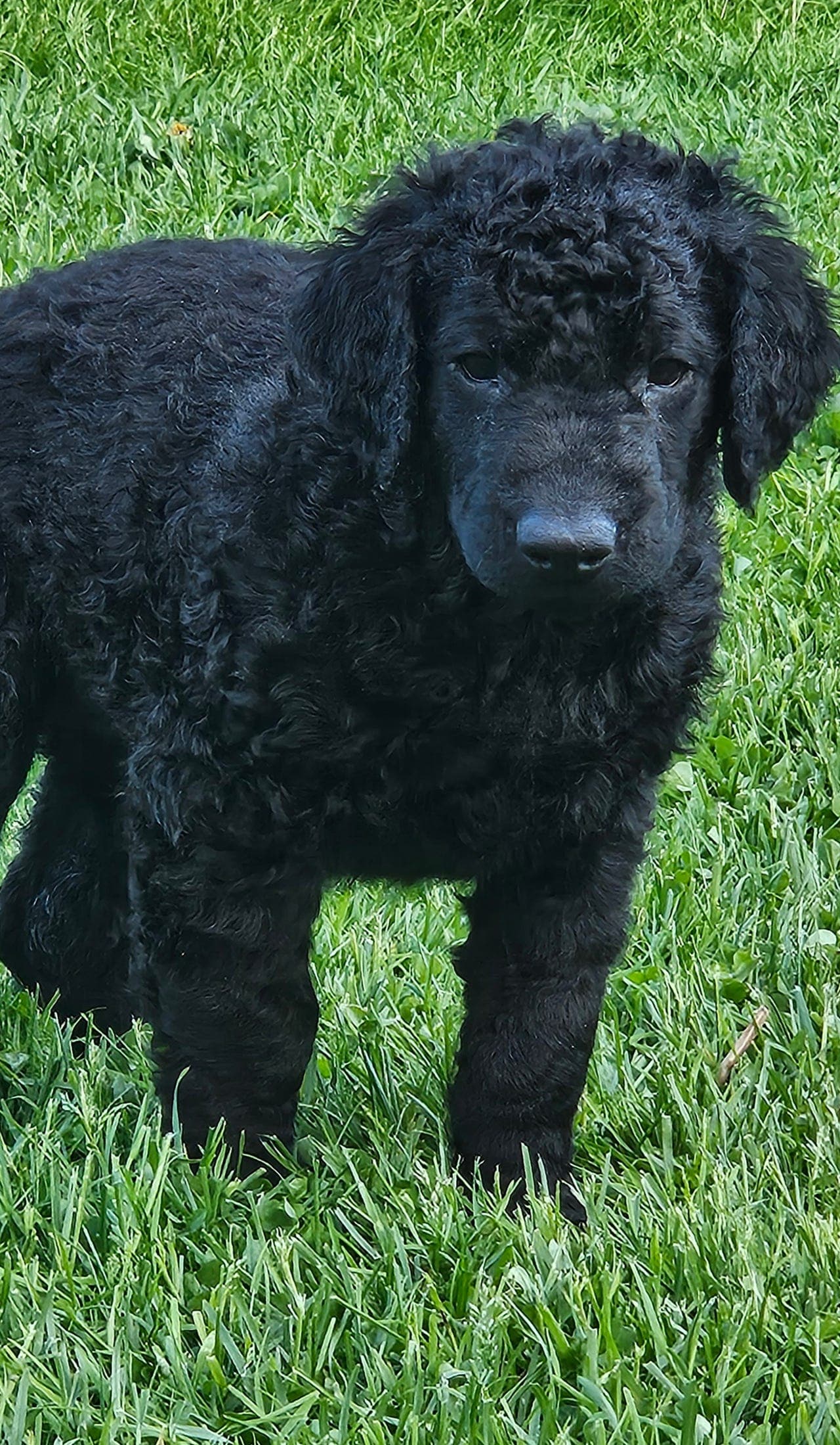 Curly coated retriever