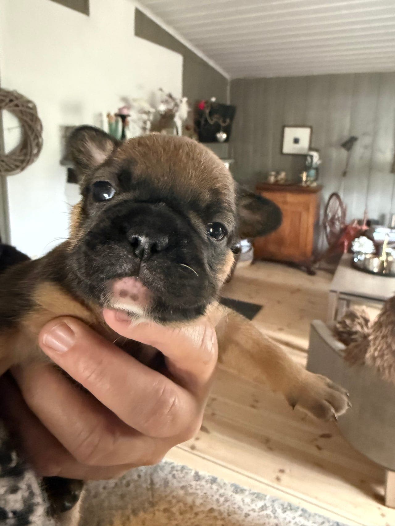 Franske bulldogg valper selges