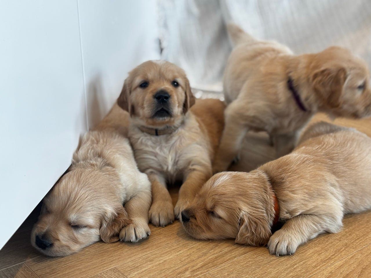 Nydelige Golden Retriever-valper
