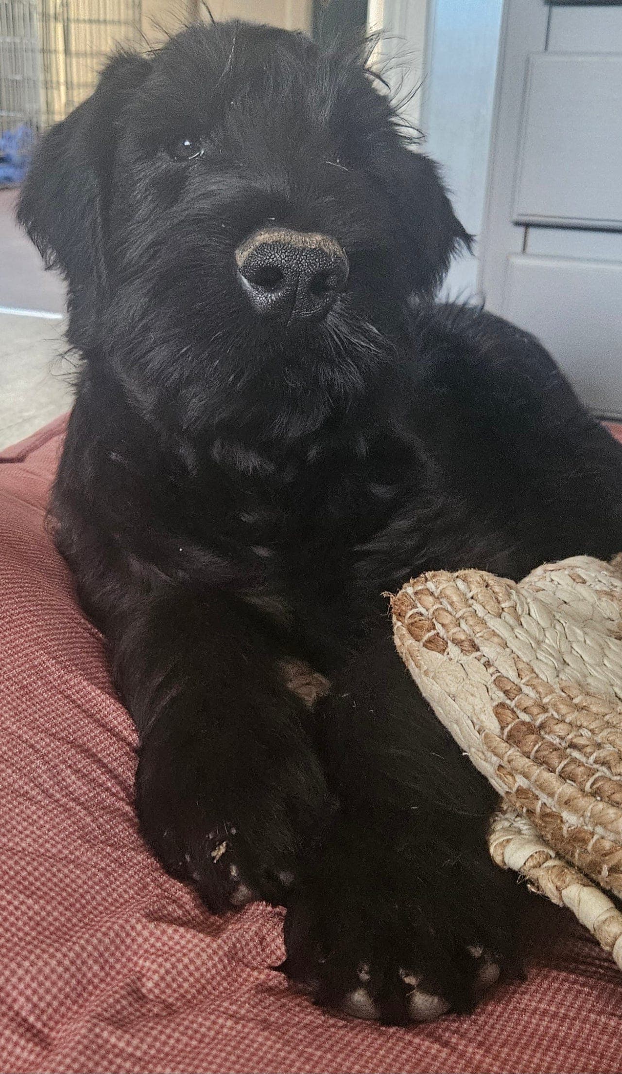 Riesenschnauzer