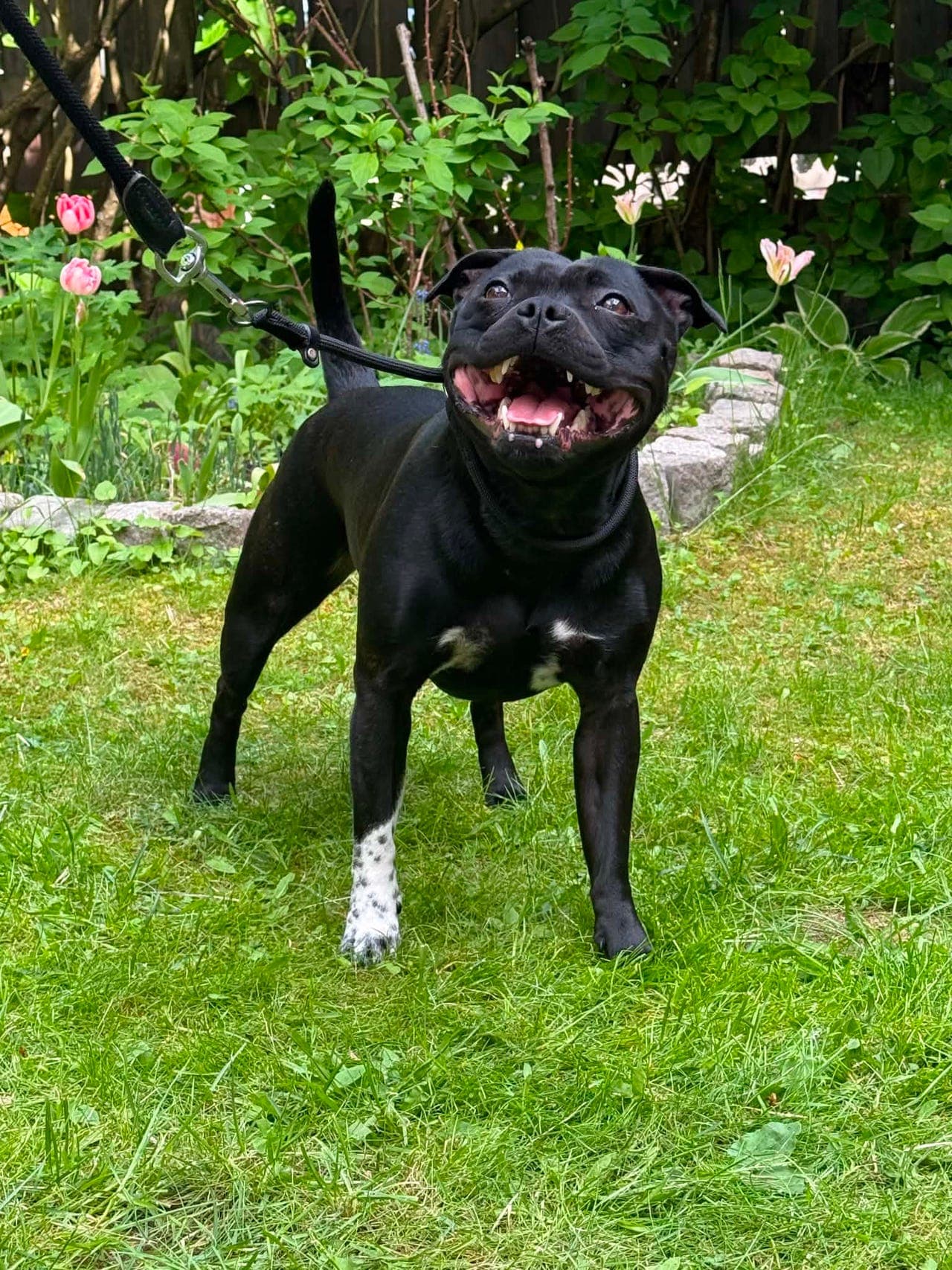 Staffordshire bull terrier tispe søker nytt hjem