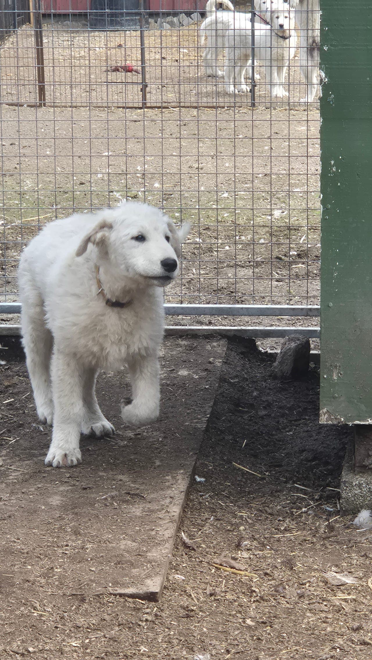 MAREMMA VALP