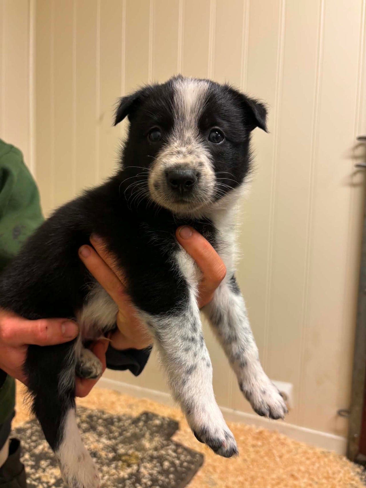 Border Collie