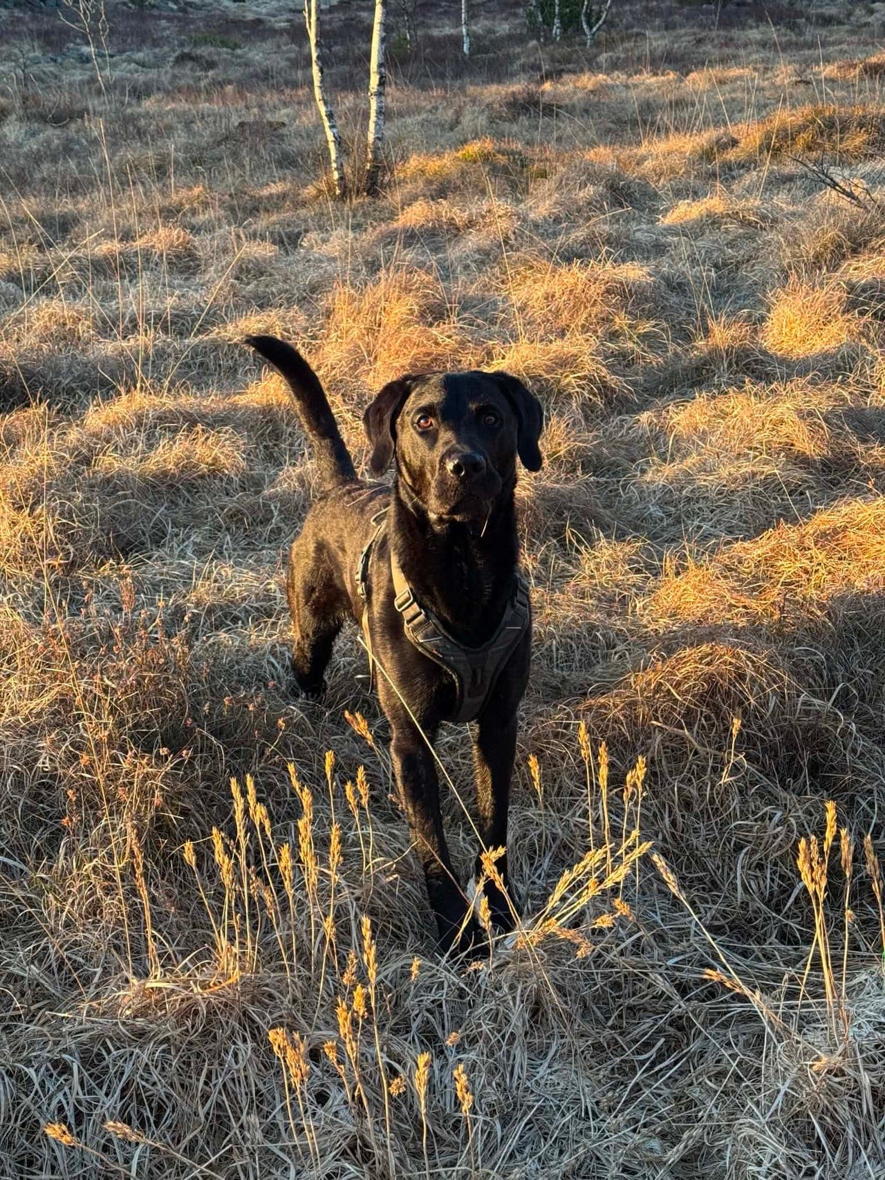 Søker omplasseringshjem til labrador retriever