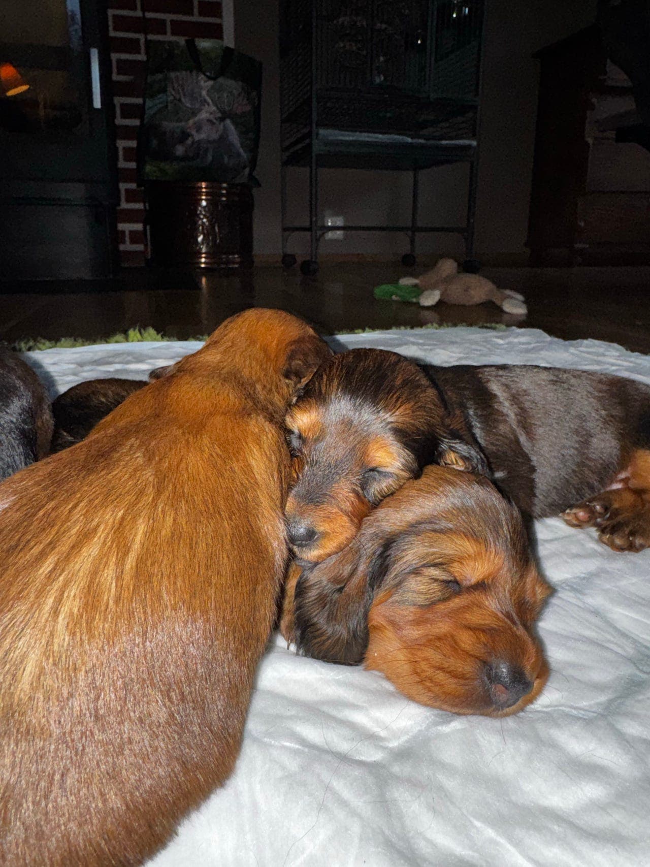 Langhåret dachshund valper