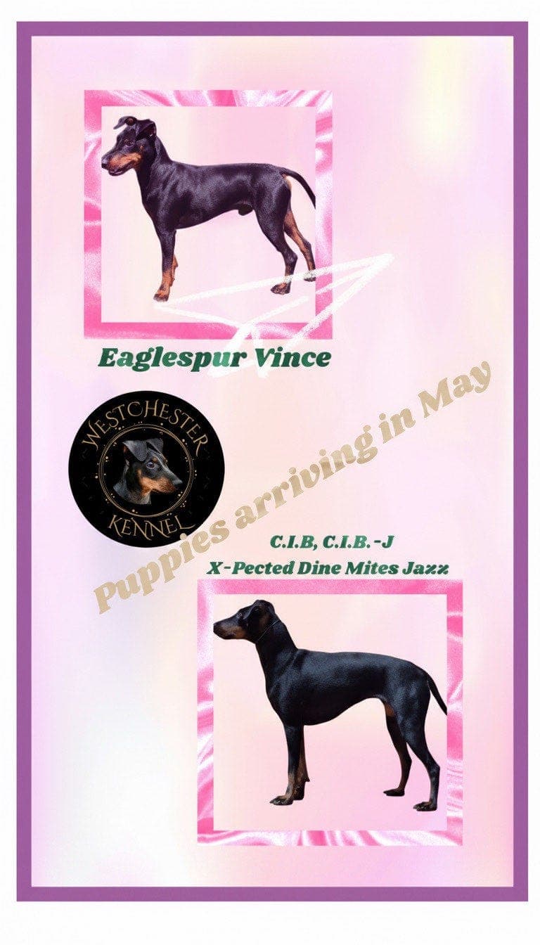 Manchester Terrier valp til salgs