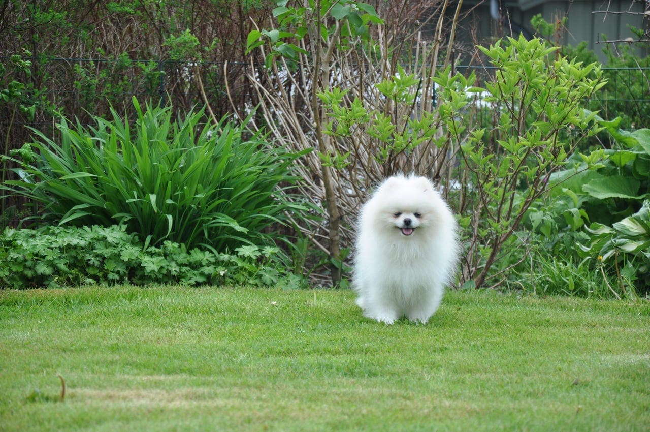 Pomeranian hann 15 mnd – kvalitetshund med stamtavle