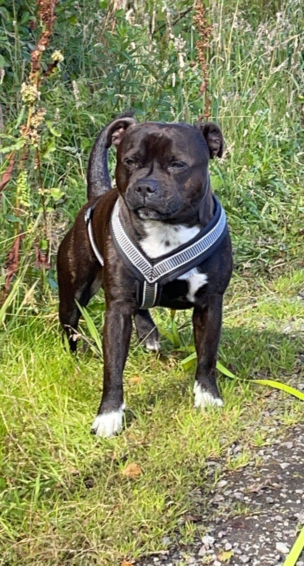 Staffordshire bull terrier hannhund ønsker nytt hjem