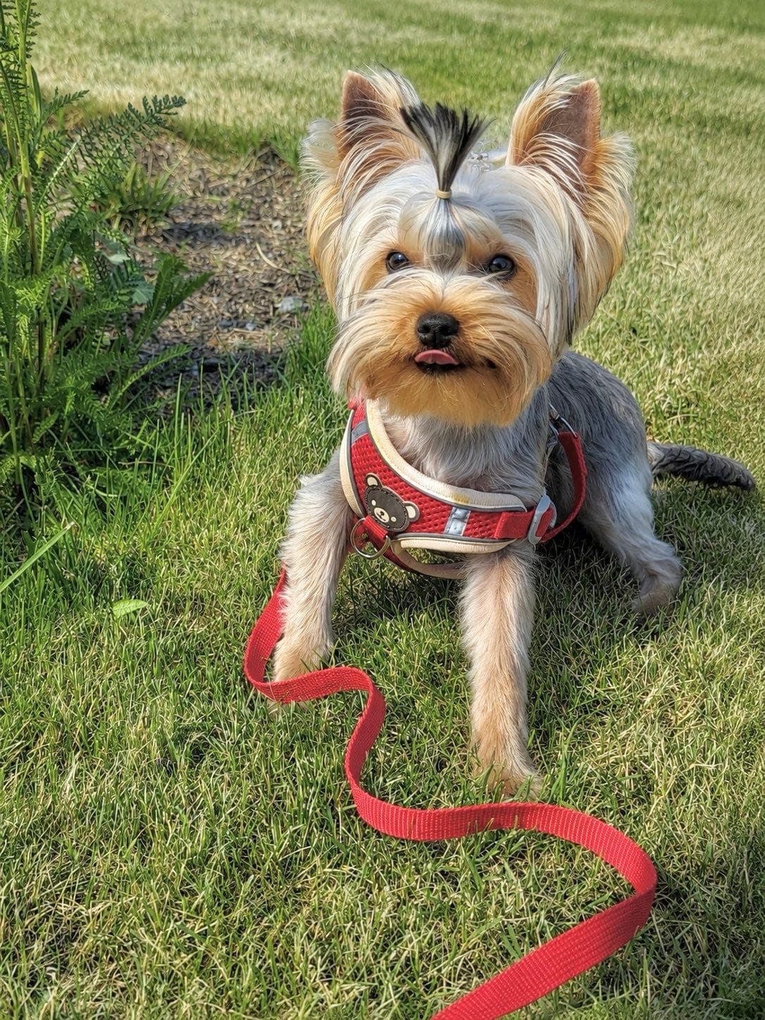 Yorkshire terrier valp 7 mnd, NKK reg