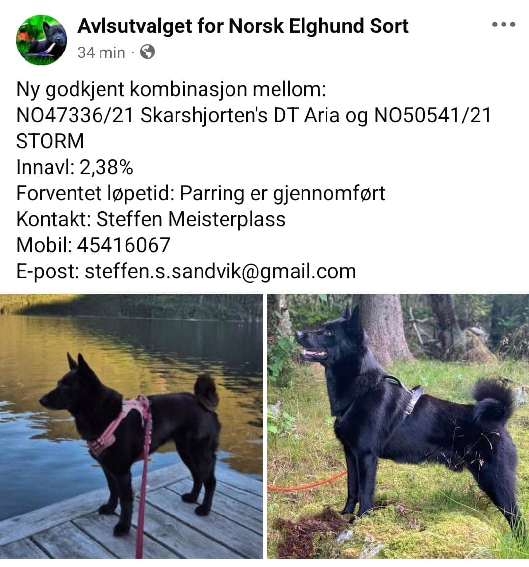 Norsk Elghund Sort – Ledige valper etter jakt- og utstillingspremierte foreldre