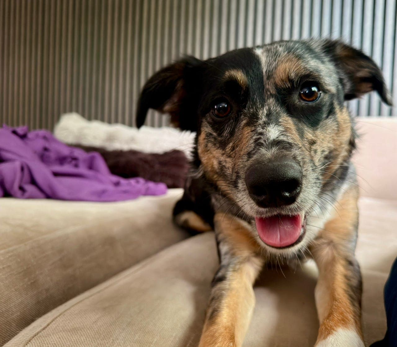 Snill, vakker og frisk Australian Kelpie søker nytt hjem
