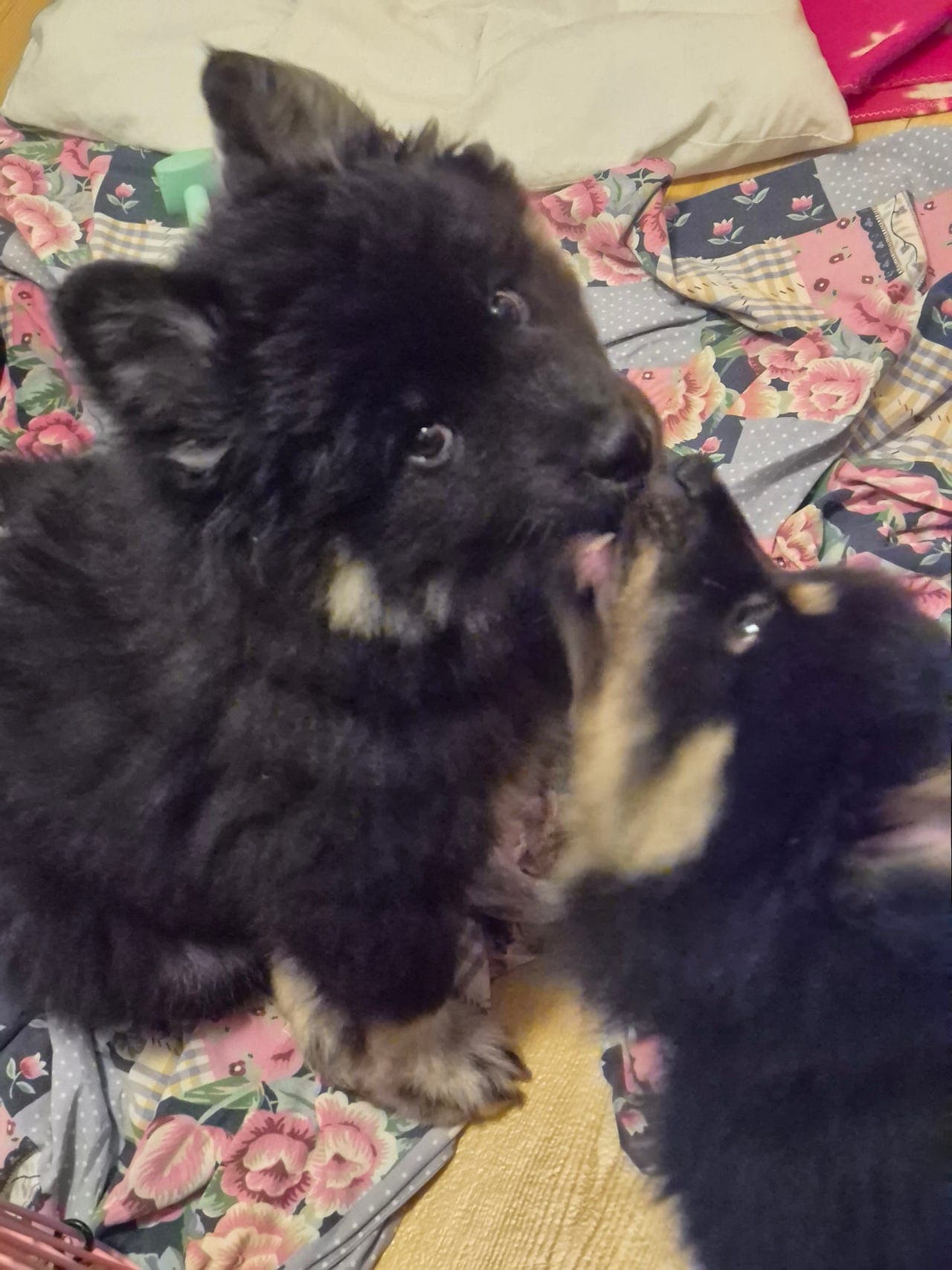 Finsk lapphund valper