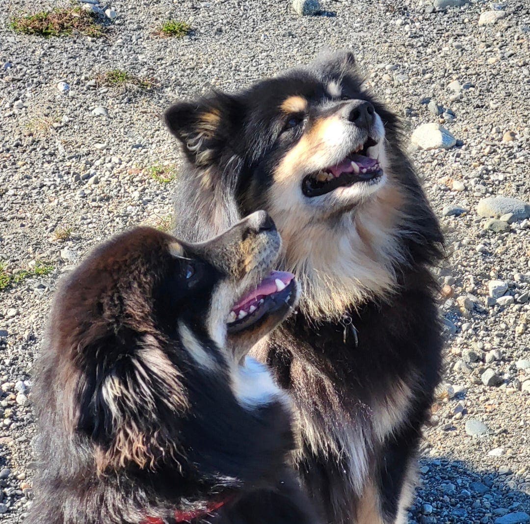 Finsk lapphund