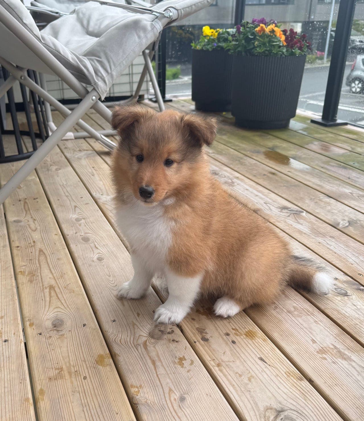 Shetland Sheepdog hannvalp til salgs