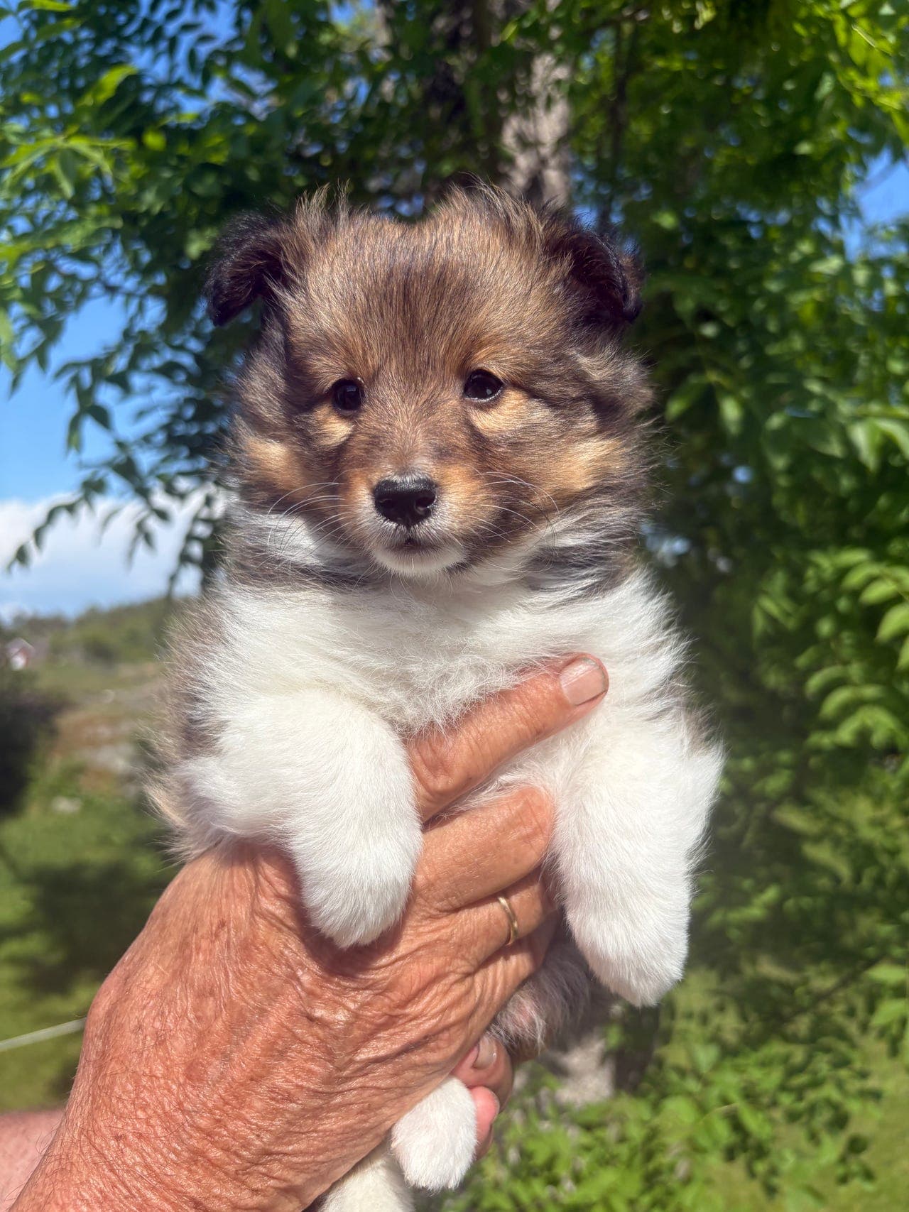 Shetland Sheepdog valper fra St.Kilda’s kennel