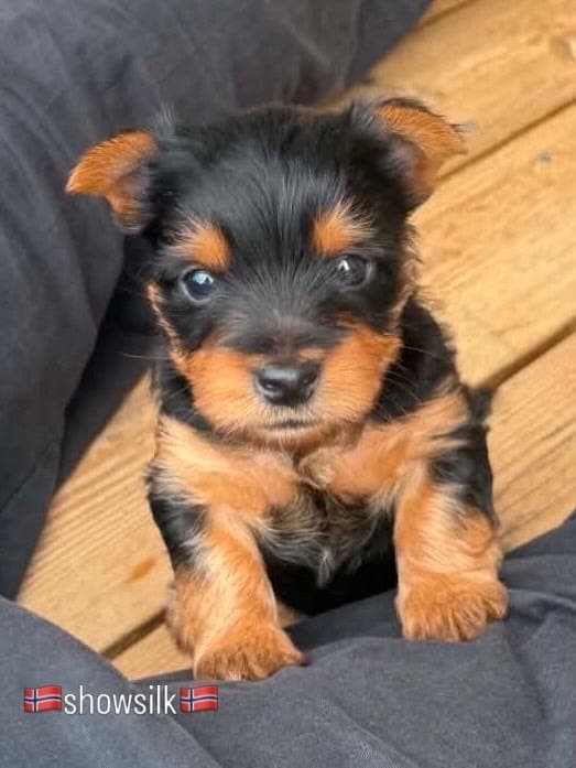 Silky Terrier , en stor hund i liten kropp. Røytefri