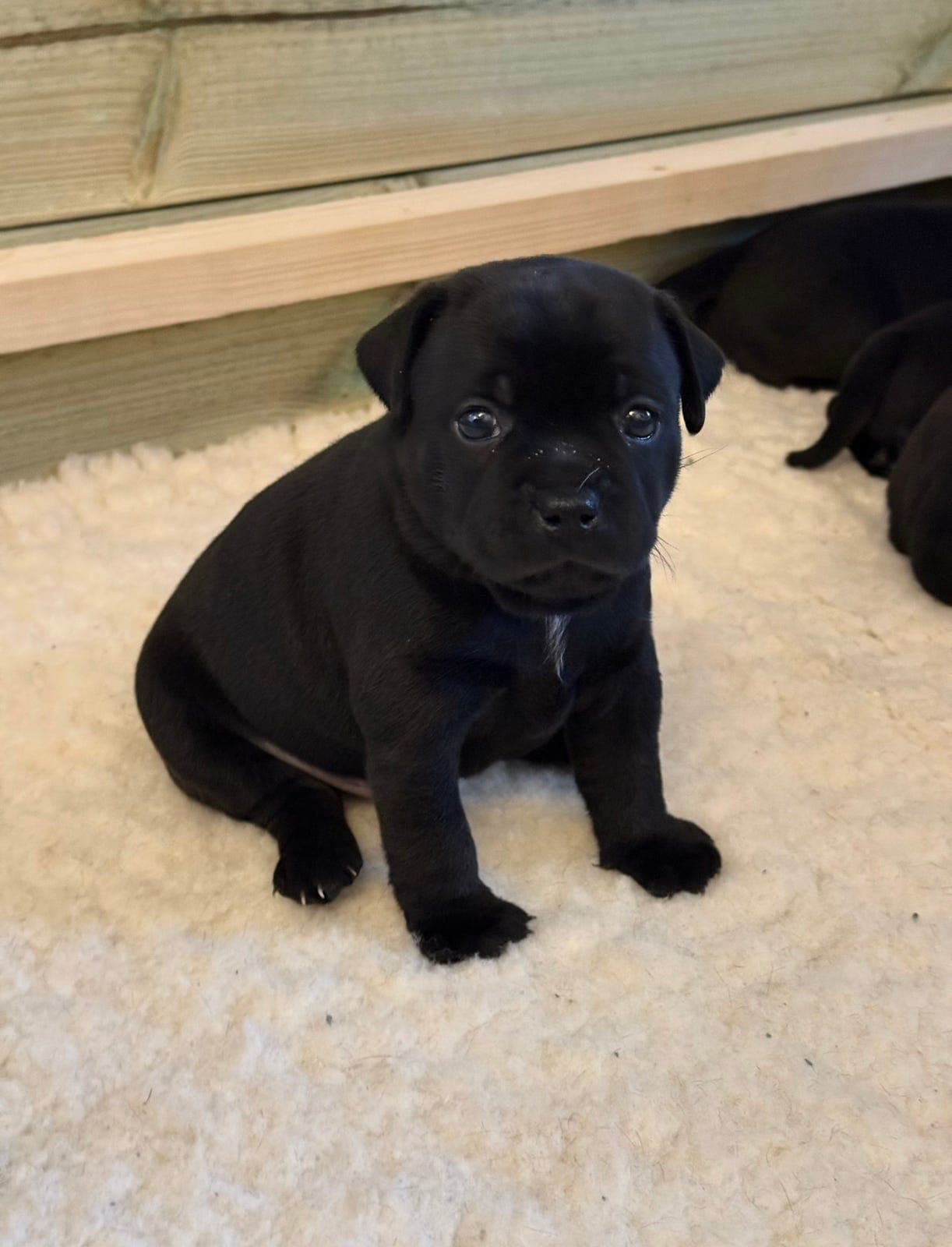 Fôrvert - Staffordshire Bull Terrier