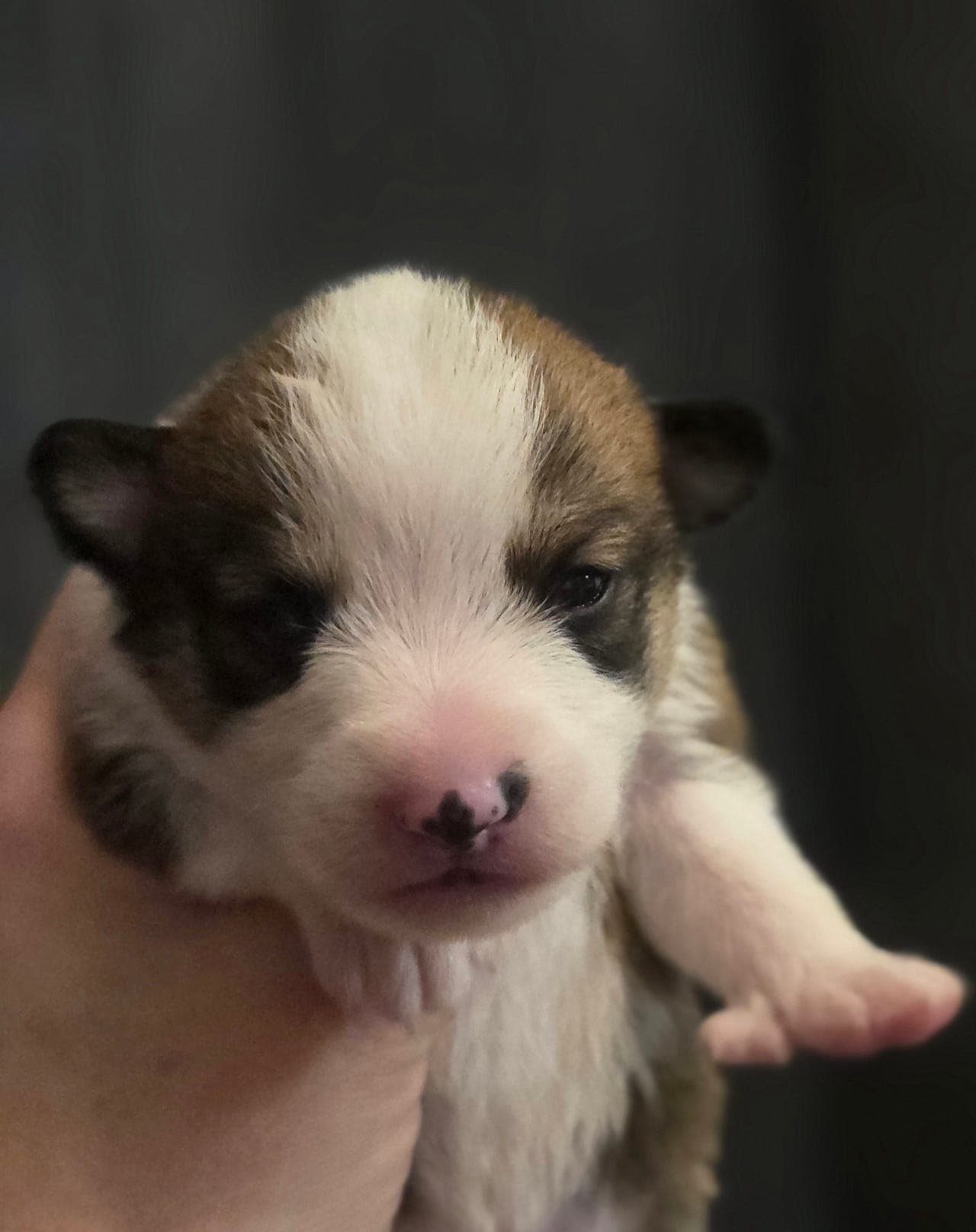 Lundehundvalper til salgs