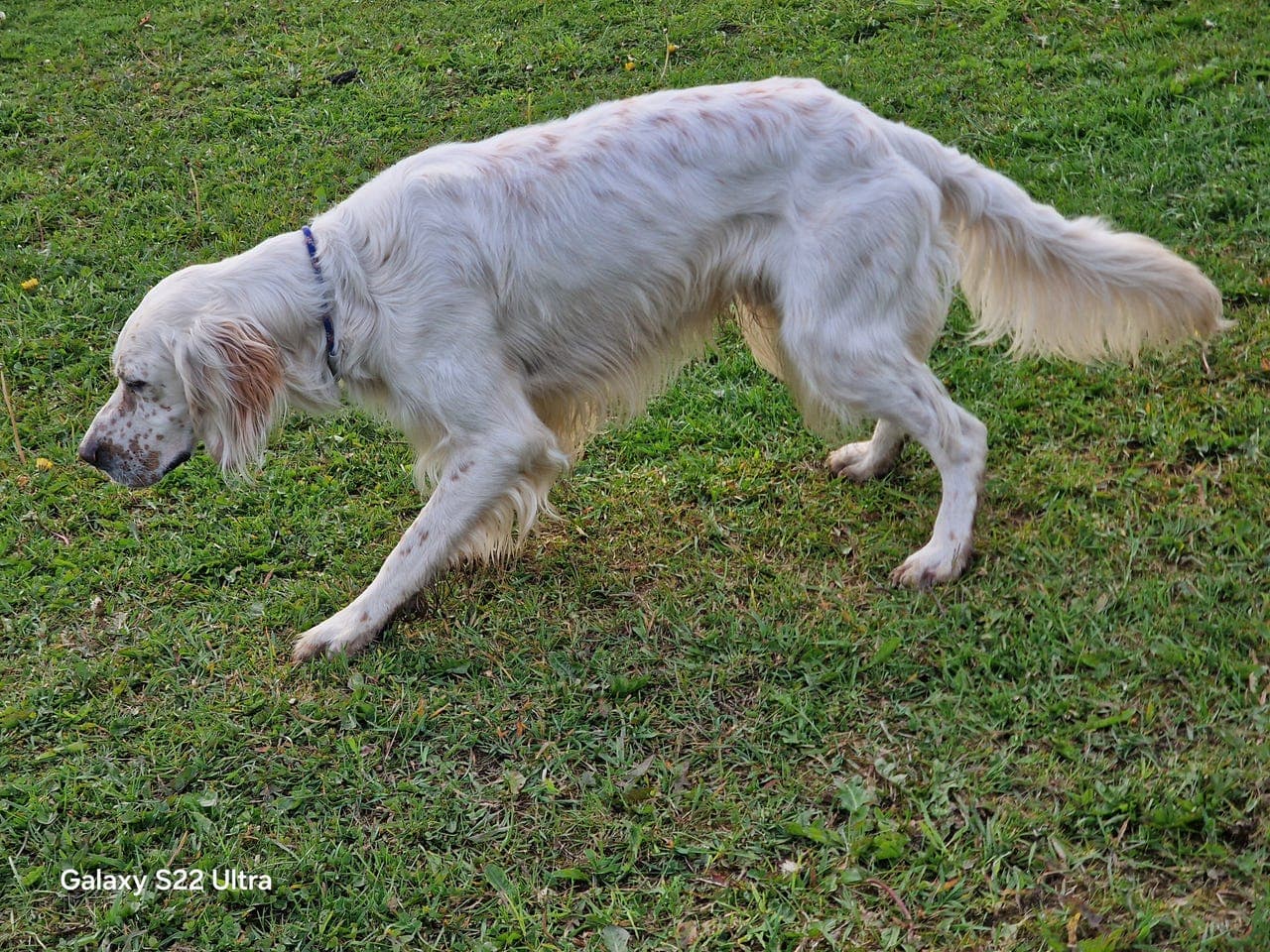 Flott engelsk setter hannhund