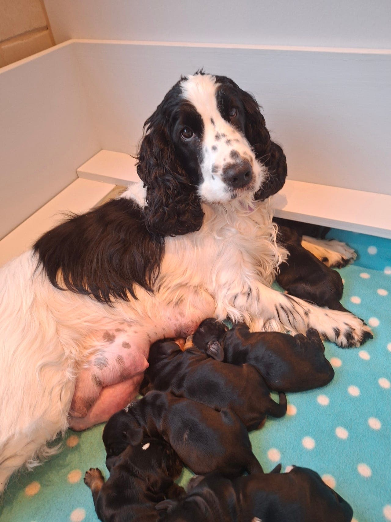 Engelsk Cocker Spaniel valper til salgs.
