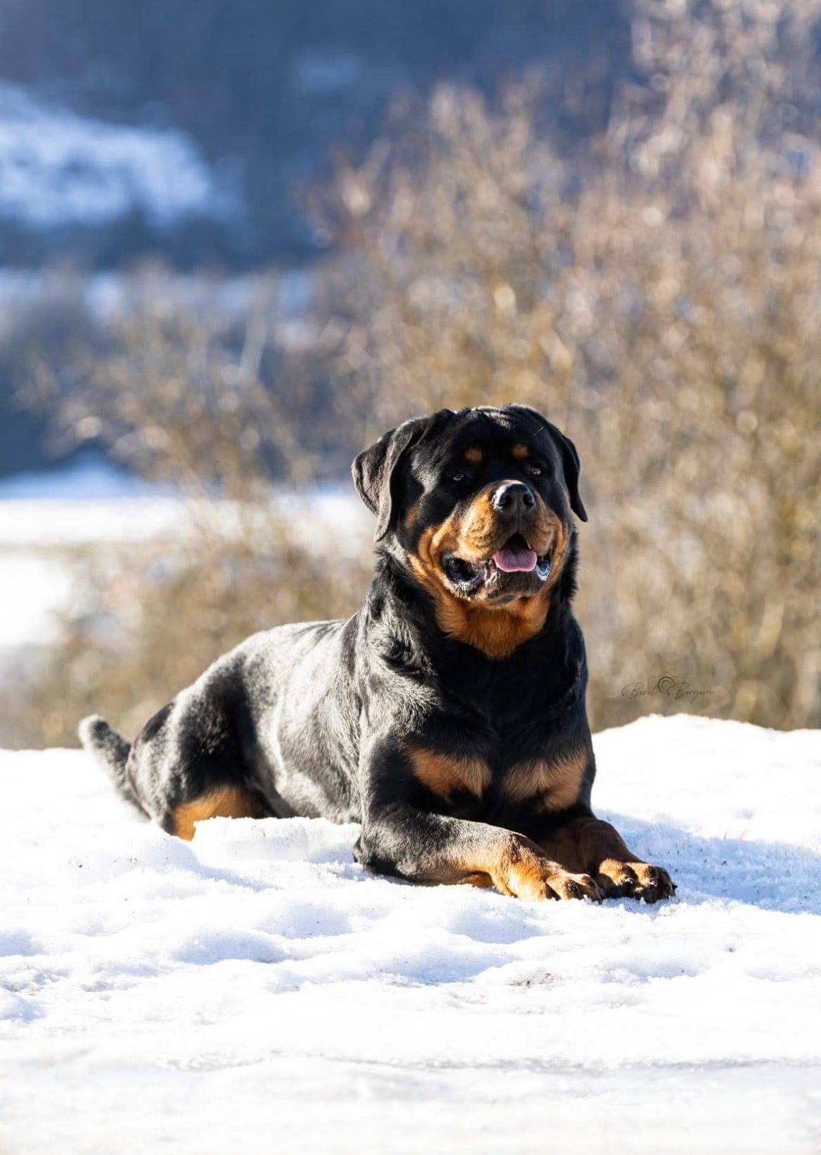 Rottweiler valper ventes