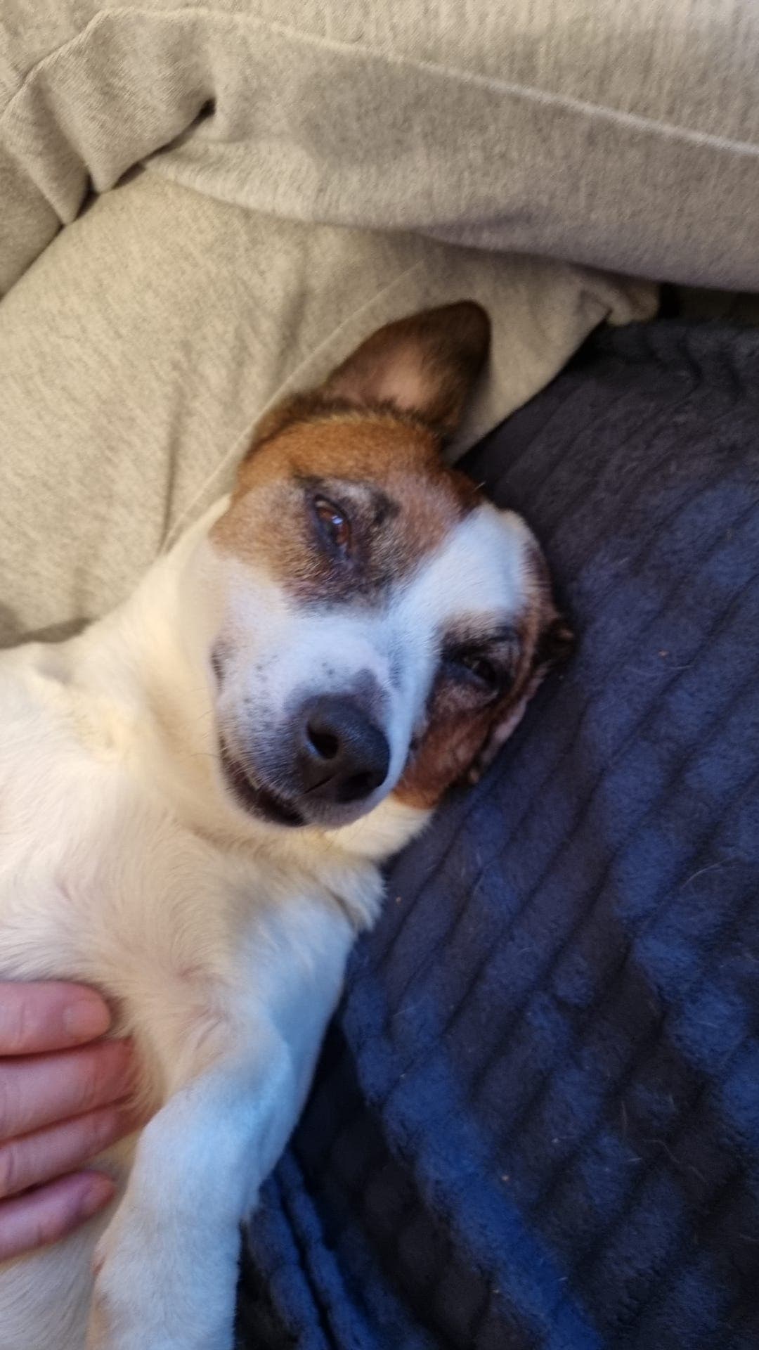 Nkk registrert Jack Russell tispe