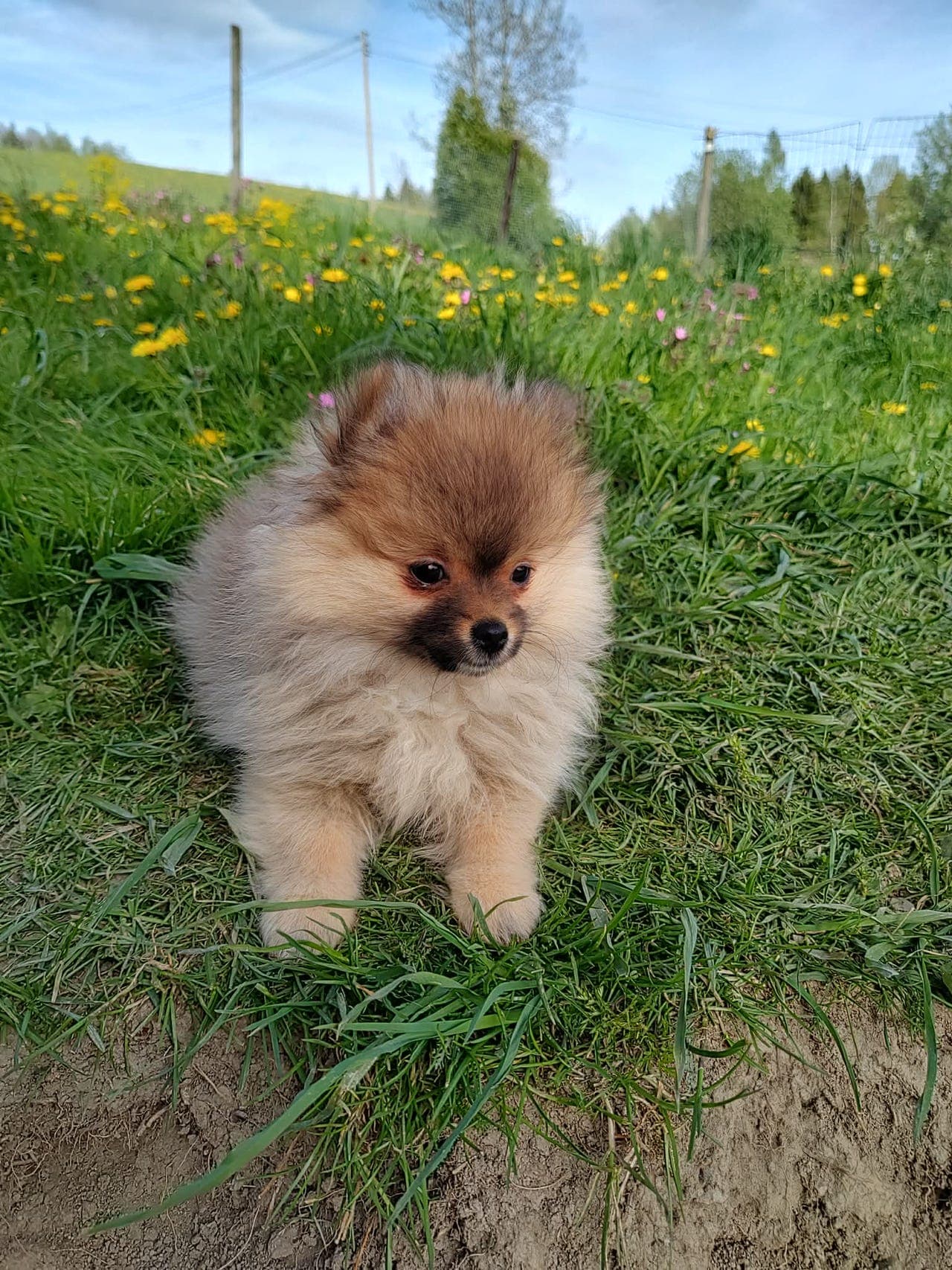Verdens fineste pomeranian valper