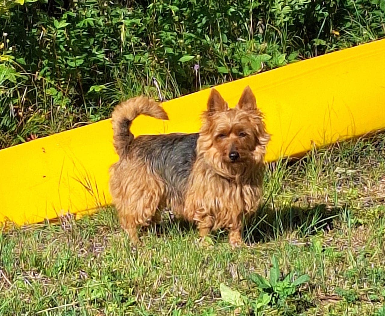 Australsk terrier valper