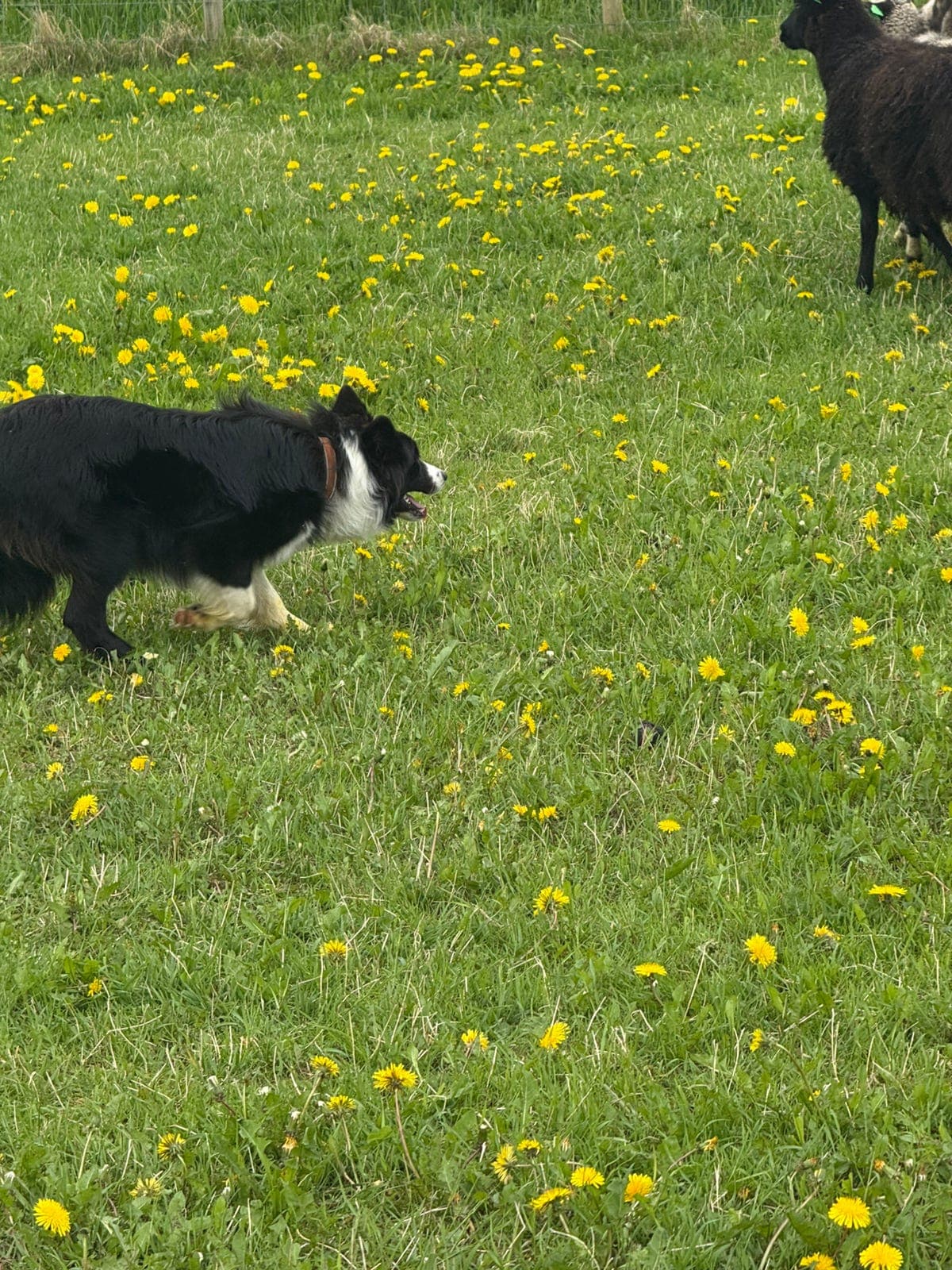Gjeterhund