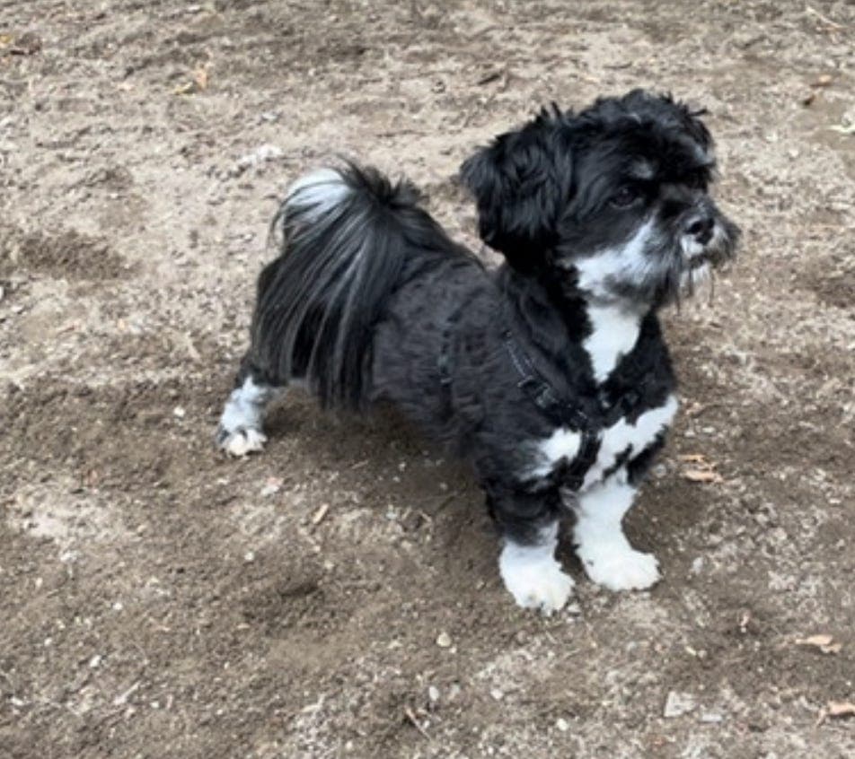 Hund(er) søker ekstra deltidshjem