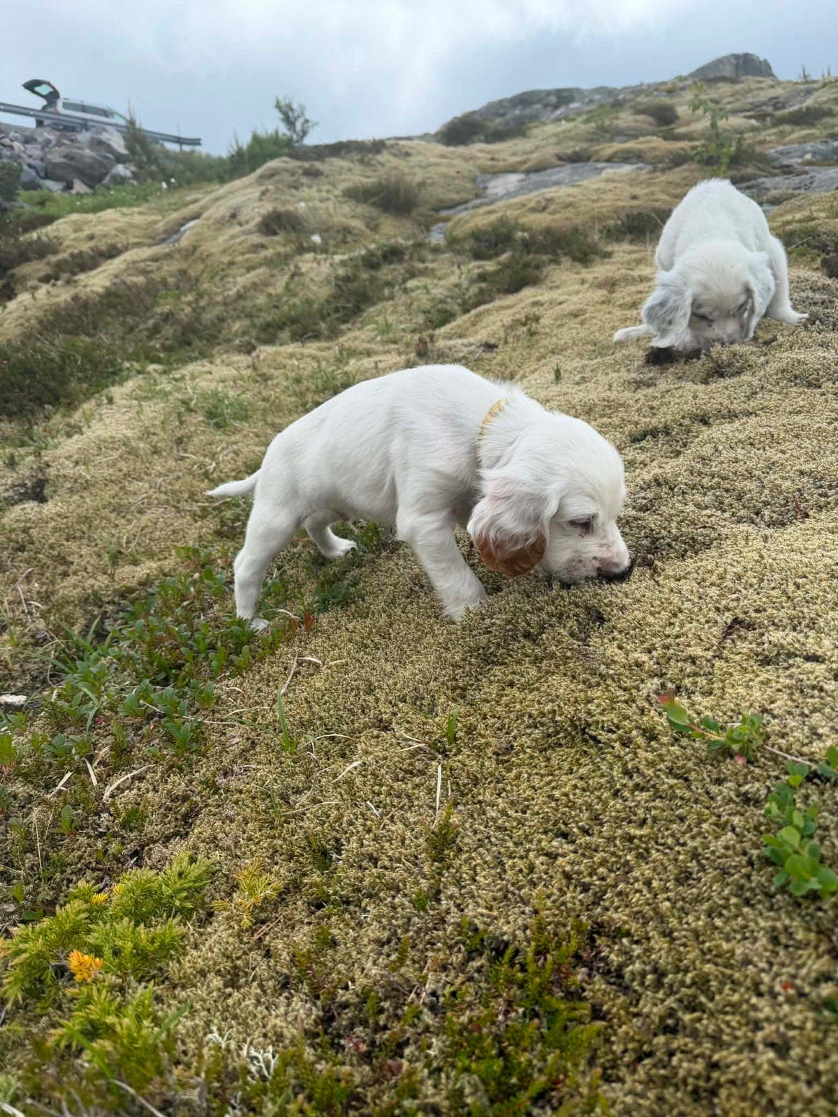 🐾Engelsk Setter Valp Ledig 🐾RESERVERT til 21.06.2026🐶
