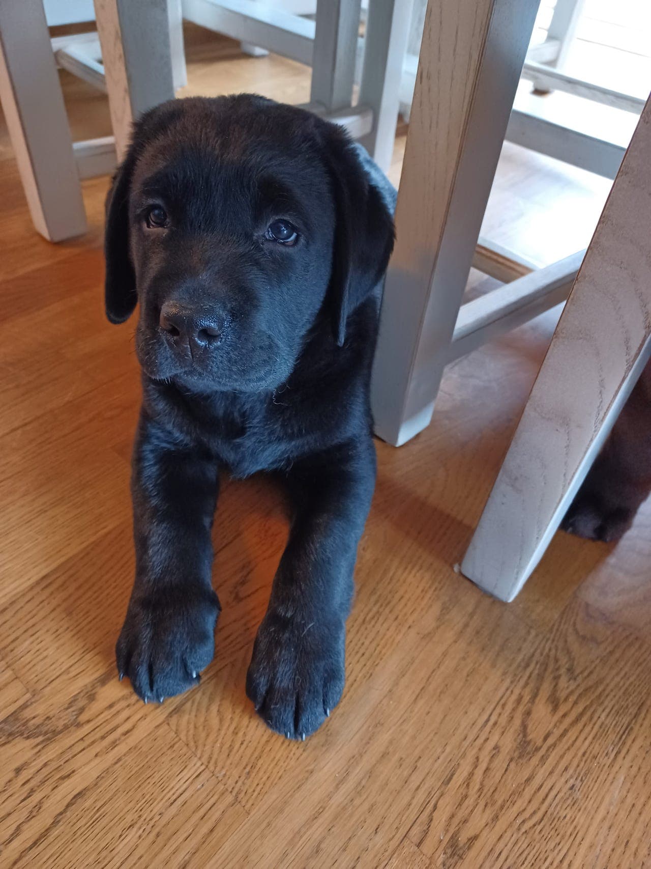 Labrador tispe sort