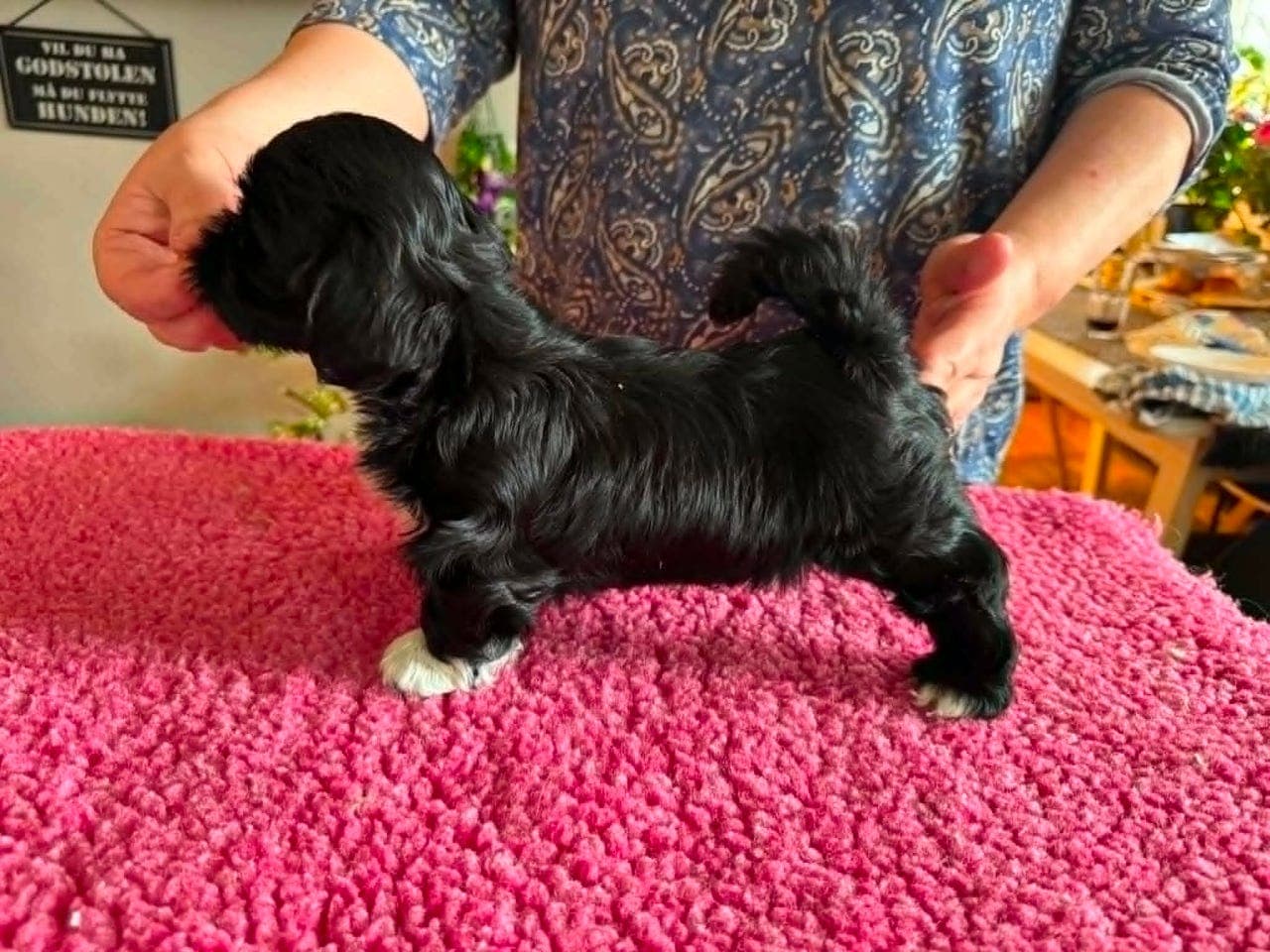 Tibetansk Tempelhund, Lhasa Apso valper til salgs
