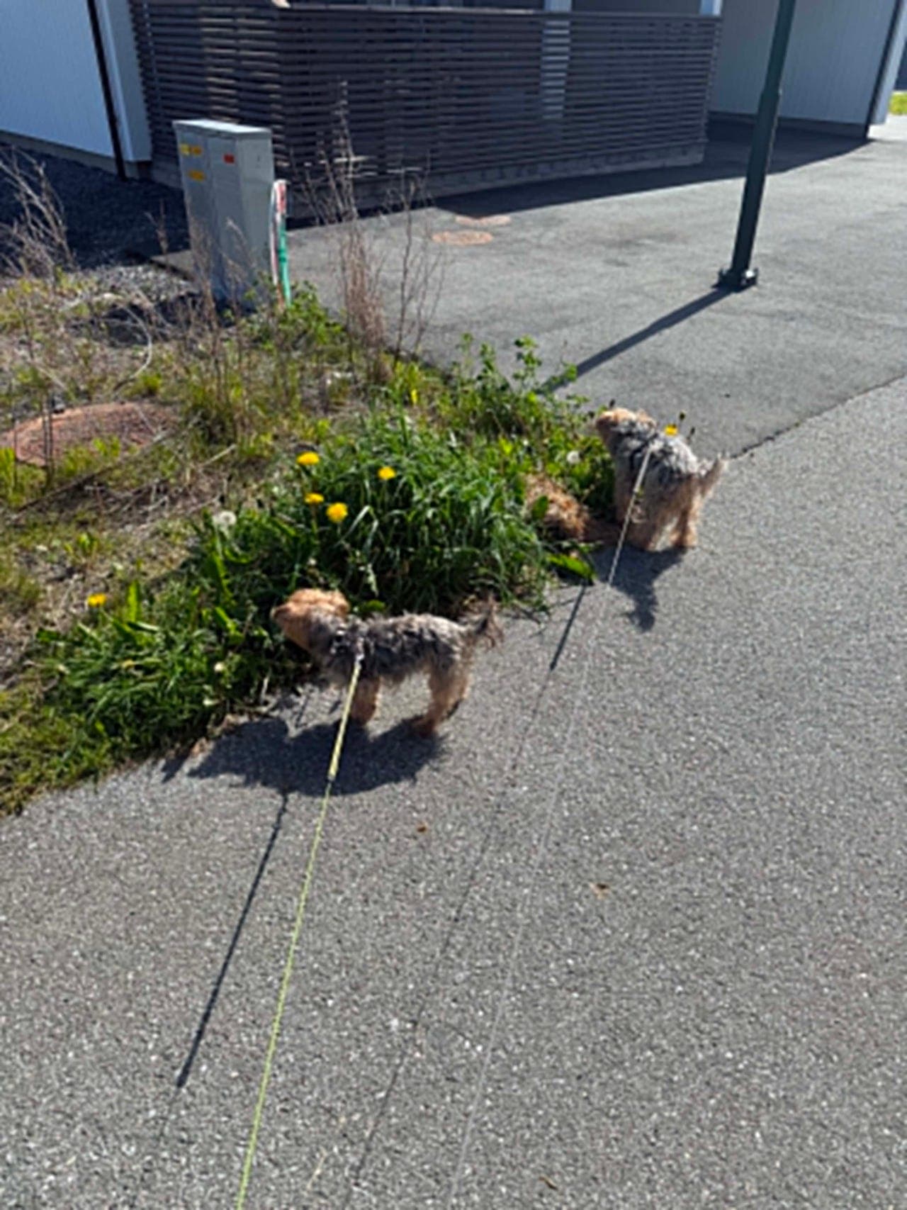 2 Yorkshire Terrier