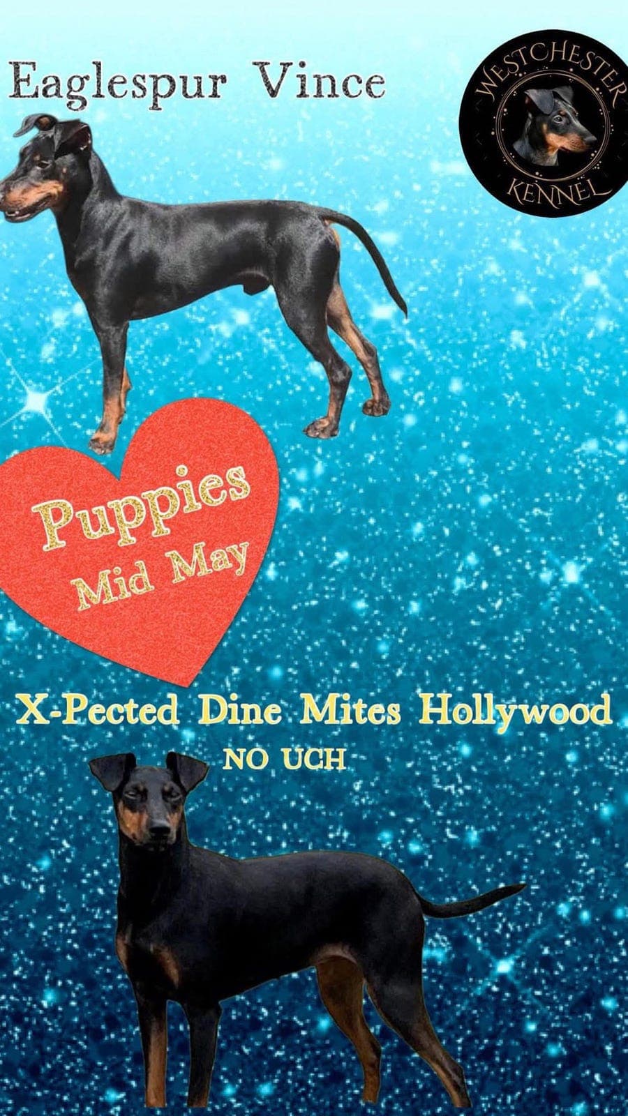 Manchester Terrier valper til salgs – leveringsklare i juli